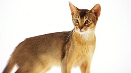 125616108223412937200101197_Abyssinian