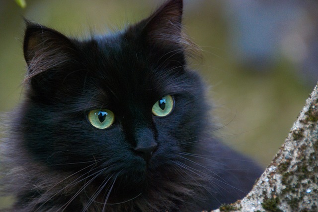 black-cat-375866_640